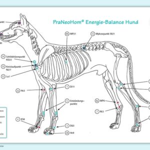 Bassols Rheinfelder, L: Akupunktur-Tafel Hund