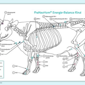 Bassols Rheinfelder, L: Akupunktur-Tafel Rind/Kuh