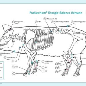 Bassols Rheinfelder, L: Akupunktur-Tafel Schwein